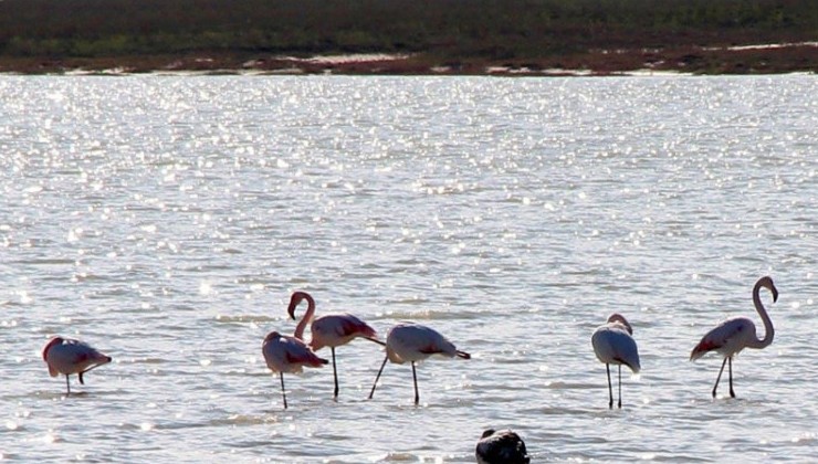 Дагестанское озеро фламинго взяли под охрану - «Экология России»