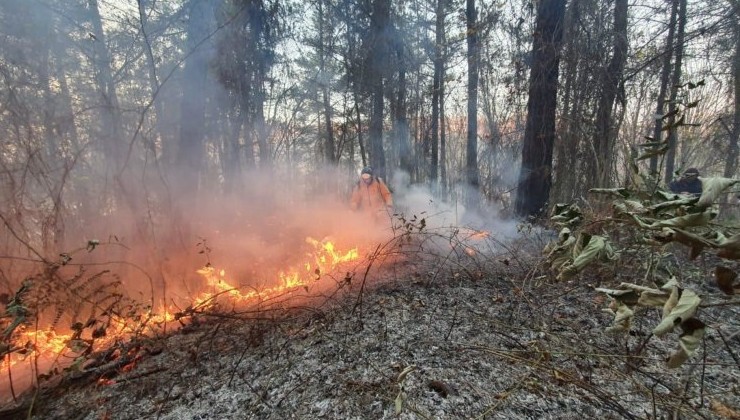 ГУ МЧС: На Кубани произошло 43 природных пожара и 367 случая горения сухой растительности - «Экология России»