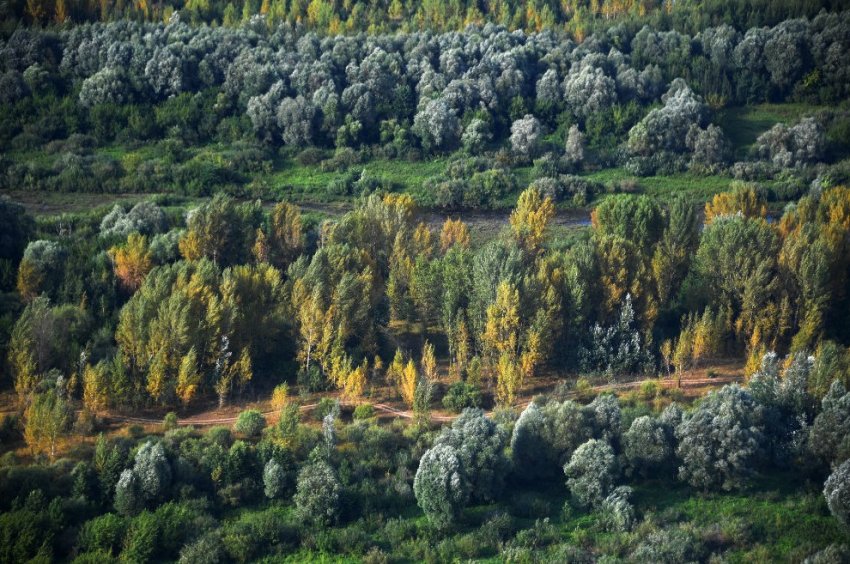 Впервые за десять лет восстановление лесов превысило их потери - «Экология»