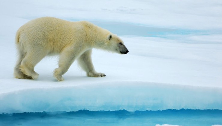 «Норникель» обеспечит авиаучёт белых медведей - «Зеленая Экономика»