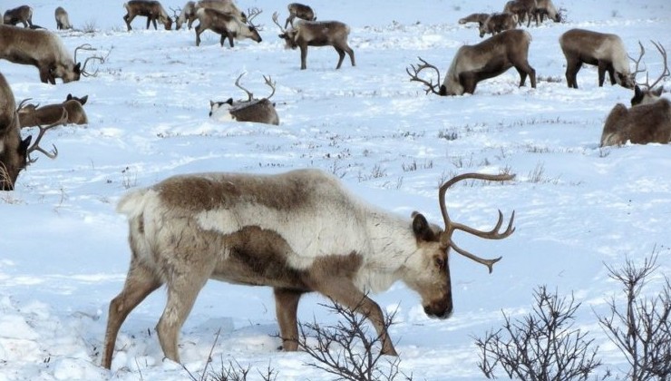 Программу по сохранению таёжного оленеводства распространят по всей Якутии - «Экология России»