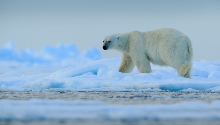 Сохранение биоразнообразия на Крайнем Севере обсудили в дискуссионном клубе «Проектный офис развития Арктики» - «Экология России»