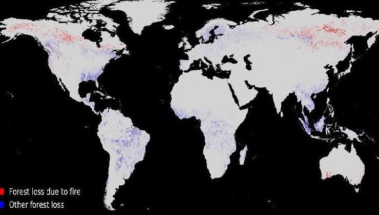 Треть потерянных лесов мира погибла из-за пожаров - «В мире»