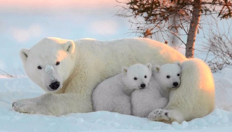 В Минприроды утвердили Стратегию сохранения белого медведя до 2030 года - «Экология России»