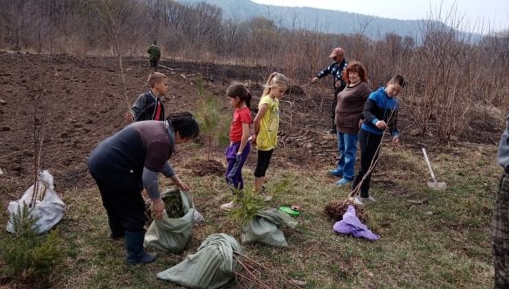 В Приморье восстановят 12 тысяч гектаров леса - «Экология России»