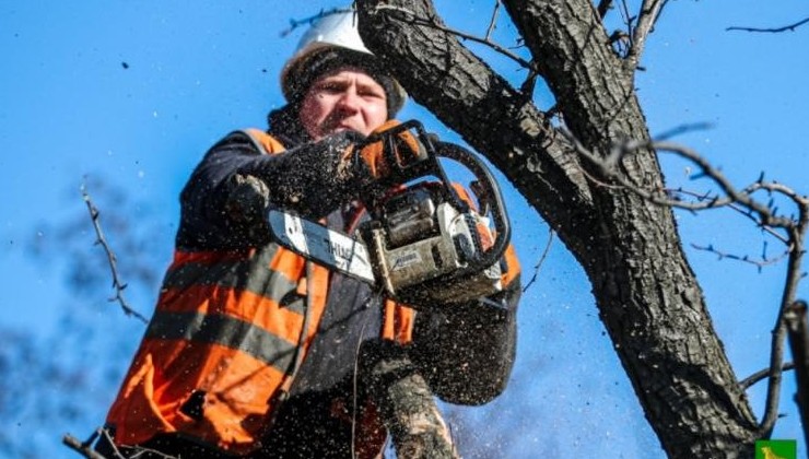 Во Владивостоке обновят деревья и кустарники - «Экология России»