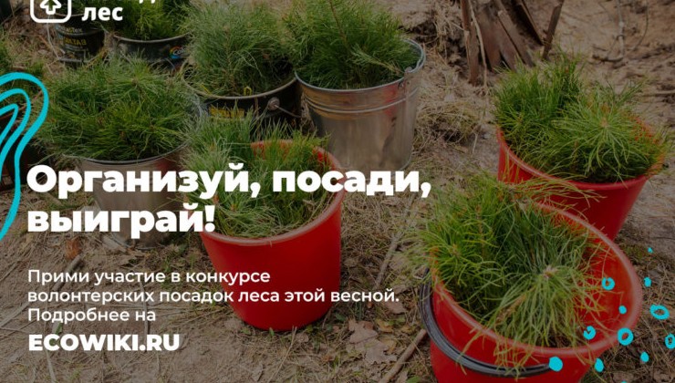 За посадку леса можно получить премию - «Экология России»