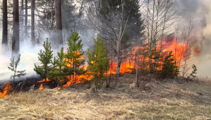 За прошедшую неделю в России ликвидировали 22 лесных пожара - «Экология России»