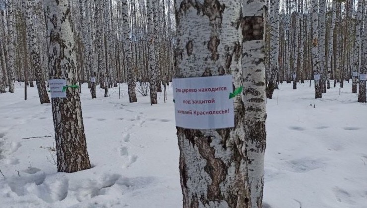 Жители Екатеринбурга пытаются спасти Березовую рощу от вырубки - «Экология России»