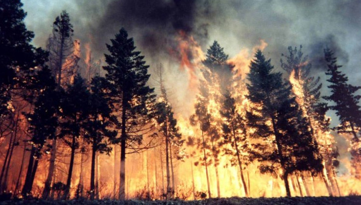 Глава Минэкологии поручил главам регионов взять под контроль сбор штрафов за поджигание леса - «Экология России»