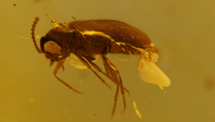 Крупное открытие: ученые обнаружили новый вид древних жуков - «В мире»