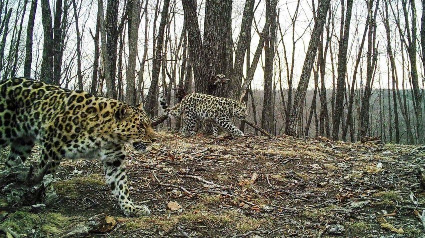 Фотоловушки в Приморье зафиксировали леопарда — "крестницу" Памелы Андерсон - «Экология»