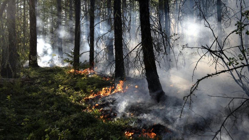 Глава Рослесхоза Советников: лесные пожары уже начались - «Экология»