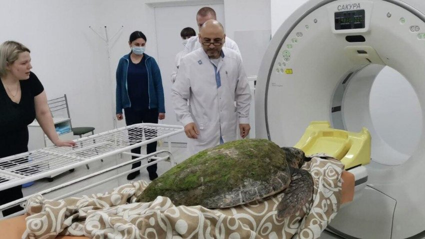 В Анапе обследовали выброшенную на берег средиземноморскую черепаху - «Экология»