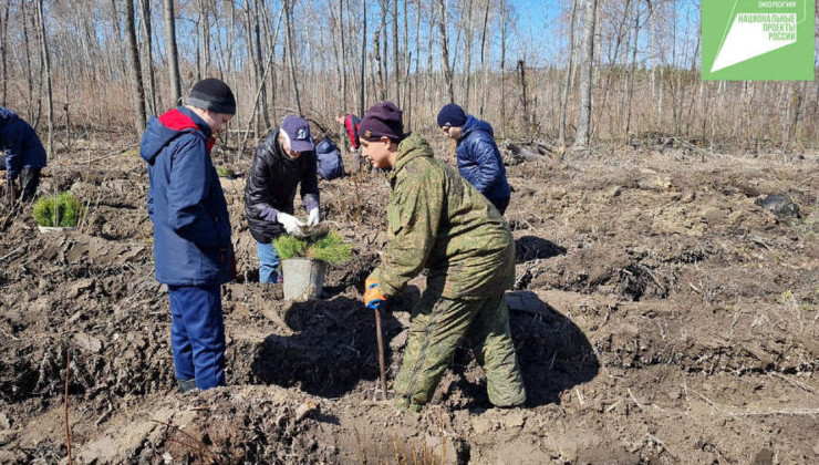 «Сад памяти» из 3,5 тысяч сосен разбили в Сенгилеевском лесничестве Ульяновской области - «Экология России»