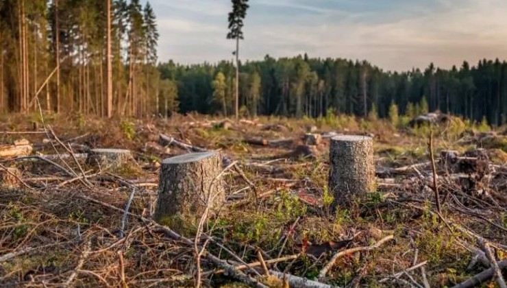 В Калининградской области вырубили свыше двухсот деревьев - «Экология России»