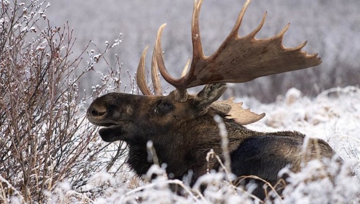 В Омской области браконьеры убили лося - «Экология России»