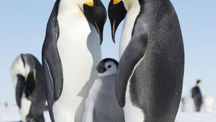 Императорские пингвины могут исчезнуть уже через 30 лет - «В мире»
