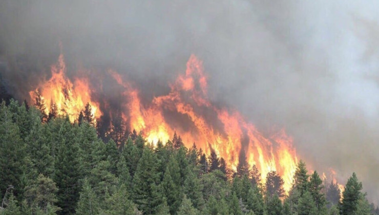 Канадские ученые выявили связь между лесными пожарами и раком легких - «В мире»