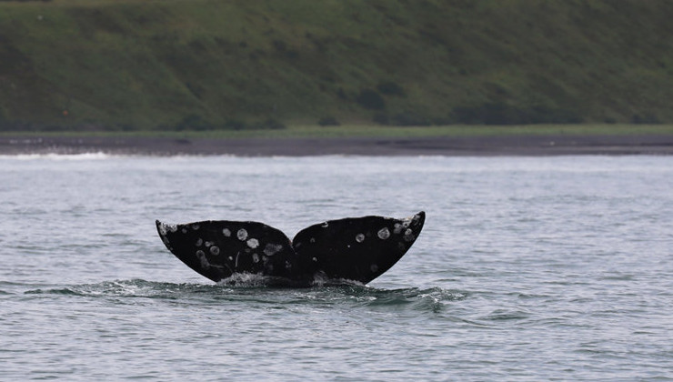Краснокнижные киты в России получают травмы из-за рыболовных сетей - «Экология России»