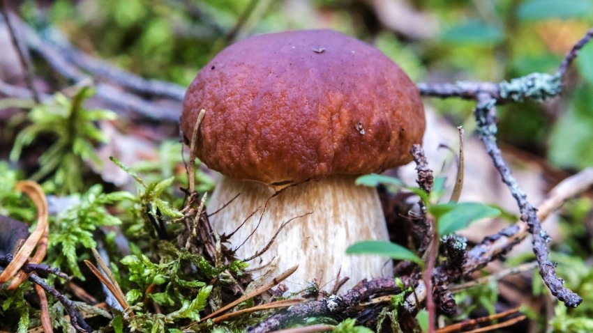 Белый гриб или боровик: правила сбора, виды и выращивание дома - «Экология»
