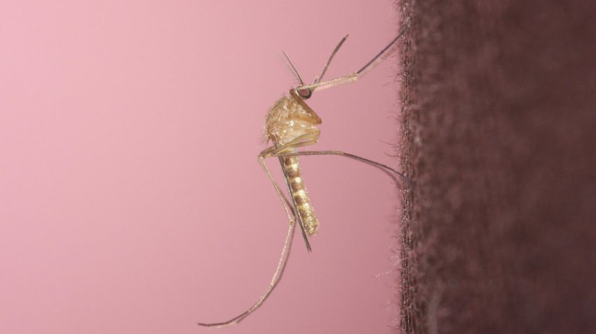 Биолог рассказал, когда в этом году ждать массового нашествия комаров - «Экология»