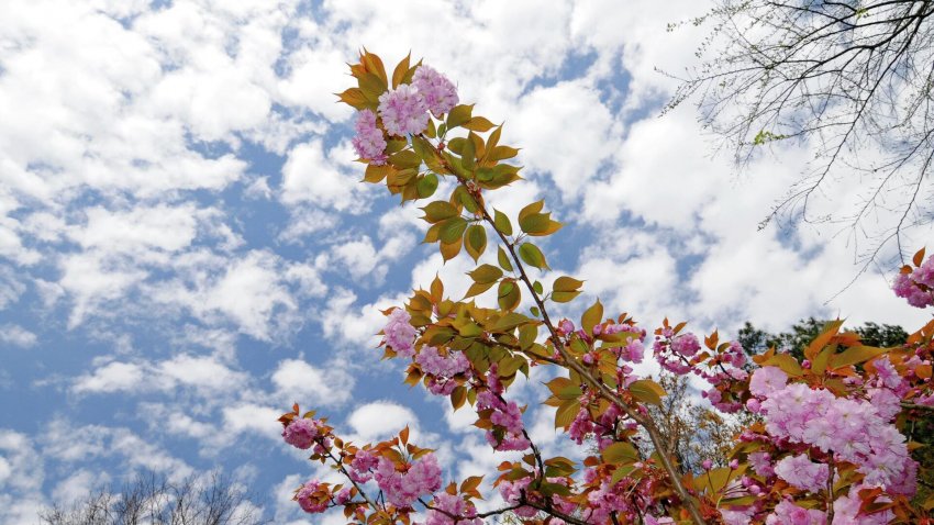 Праздник цветения сакуры в Москве пройдет в Бирюлевском дендропарке 3 мая - «Экология»