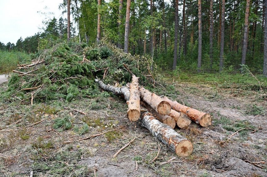 Рослесхоз: Сибирь остается лидером по незаконной рубке деревьев - «Экология»