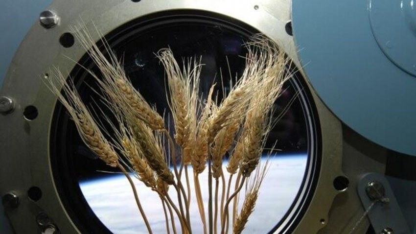 Самарские ученые хотят отправить в космос "потомков" растений-космонавтов - «Экология»