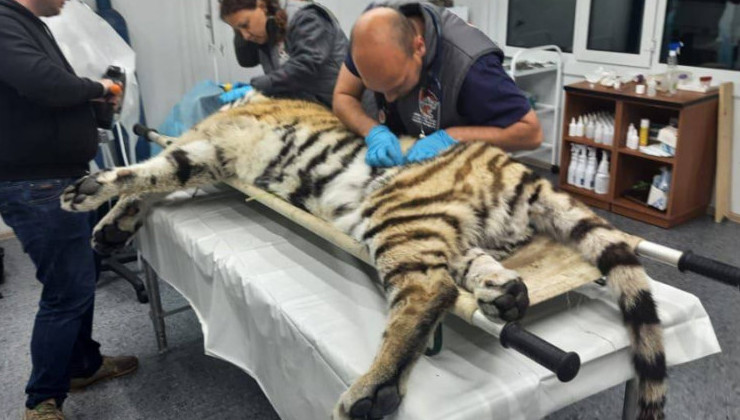 Раненого ранее амурского тигра выпустили на волю - «Экология России»