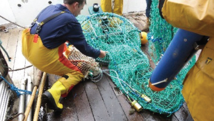 Треть коммерческого рыболовства в мире идет на отходы - «В мире»