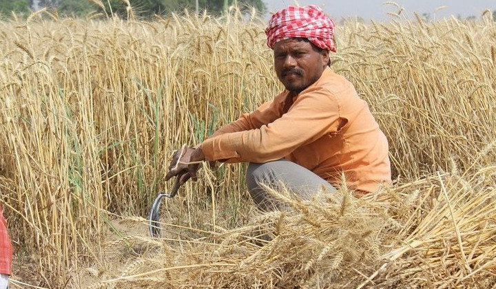 В Индии из-за аномальной жары может погибнуть пшеница - «В мире»