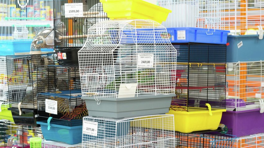 Госдума может запретить торговлю животными через зоомагазины и птичьи рынки - «Экология»