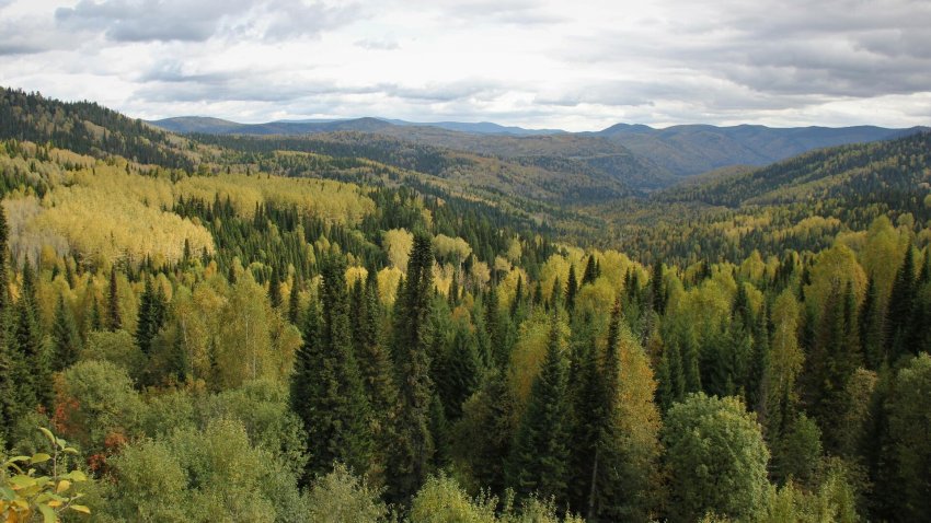 Нижегородская область вошла в топ-10 по ведению лесного хозяйства - «Экология»