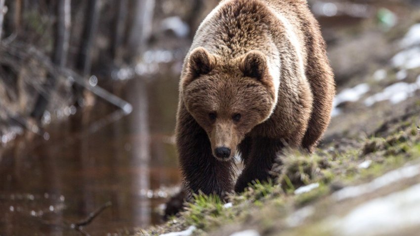 Подорвавшим медведя вахтовикам грозит уголовная ответственность - «Экология»