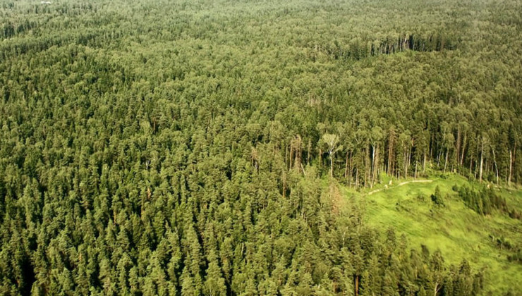 Рослесхоз и Рослесинфорг подготовили рейтинг регионов по эффективности использования лесных ресурсов - «Экология России»