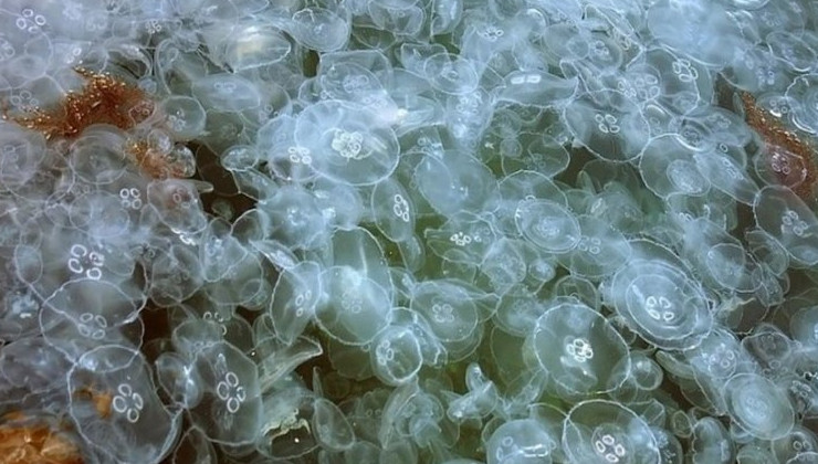 Скоро в меню европейцев и россиян могут появиться блюда из медузы - «В мире»