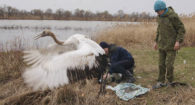 В Амурской области на волю выпустили 12 редких журавлей - «Экология России»
