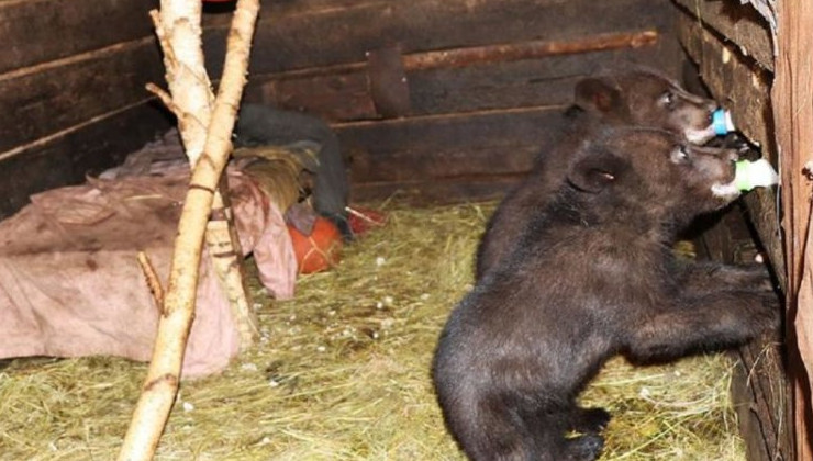 В Иркутской области спасли двух истощённых медвежат - «Экология России»
