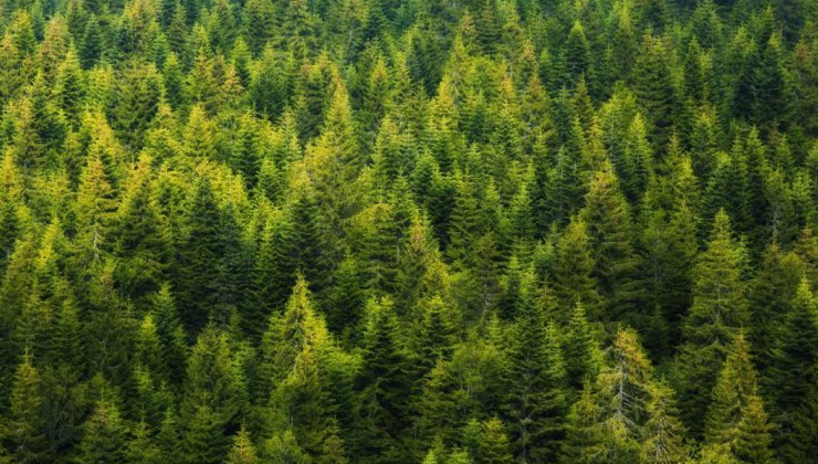 В России впервые с 2019 года отмечено увеличение площади лесов - «Экология России»