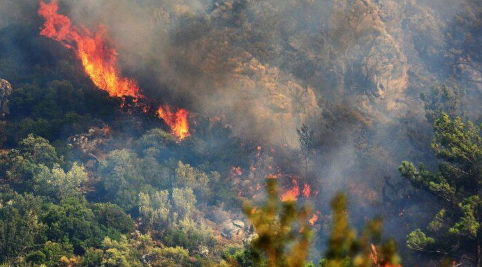 В Турции для поджигателей леса могут ввести смертную казнь - «В мире»