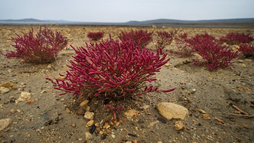 Ученый объяснил, почему море в районе Анапы окрасилось в красный цвет - «Экология»