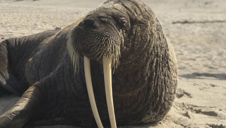 На Куршской косе впервые обнаружили моржа - «Экология России»
