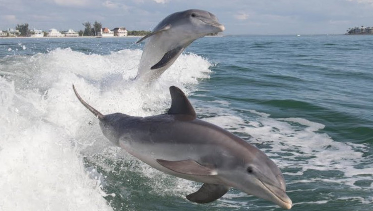 В Японии дельфины нападают на людей - «В мире»