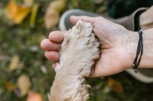 Догхантеры отравили девять домашних собак в Подмосковье - «Экология России»