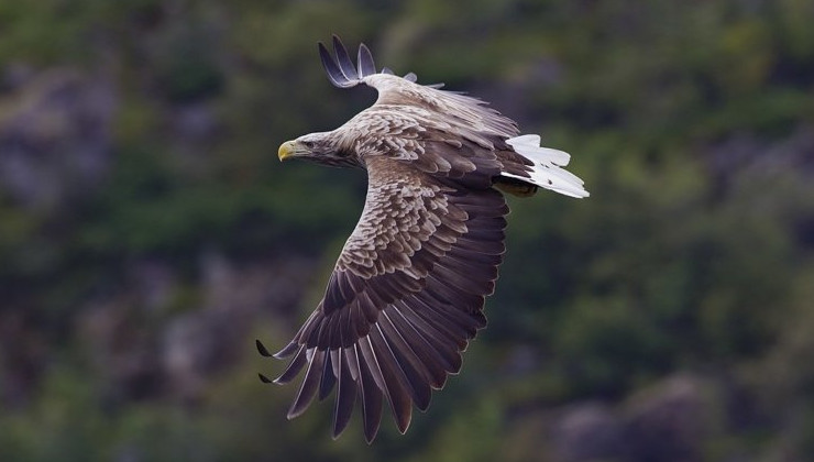 Двух пострадавших орланов вернут в среду обитания - «Экология России»
