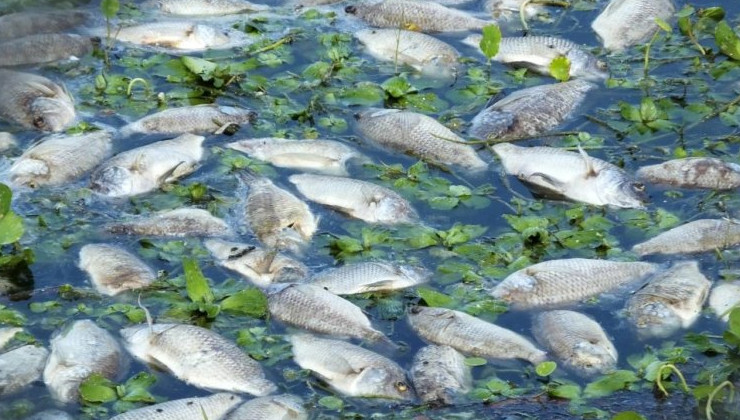 Из-за жары в швейцарских водоемах массово гибнет рыба - «В мире»