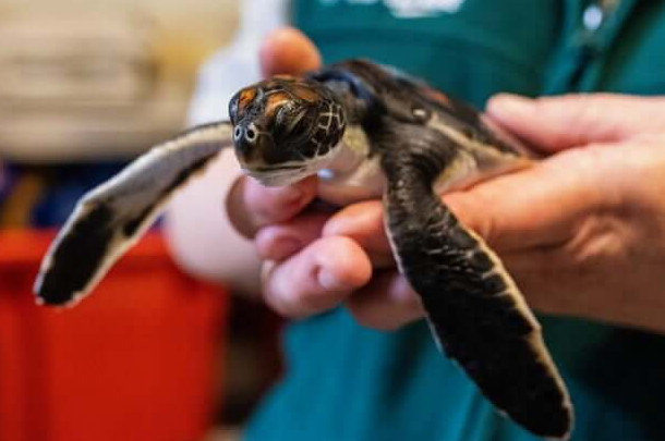 В Австралии нашли детёныша черепахи, «наполненного» пластиком - «В мире»