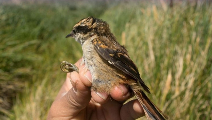 В Южной Америке обнаружили новый вид птиц, живущих в норах - «В мире»