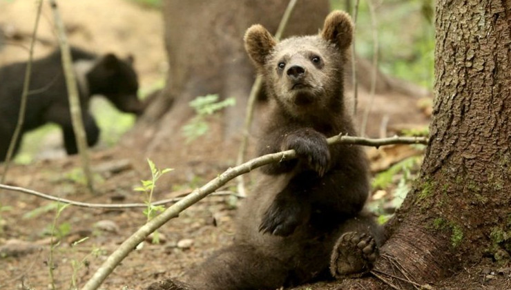 В России под угрозой оказался уникальный центр по спасению медвежат-сирот - «Экология России»